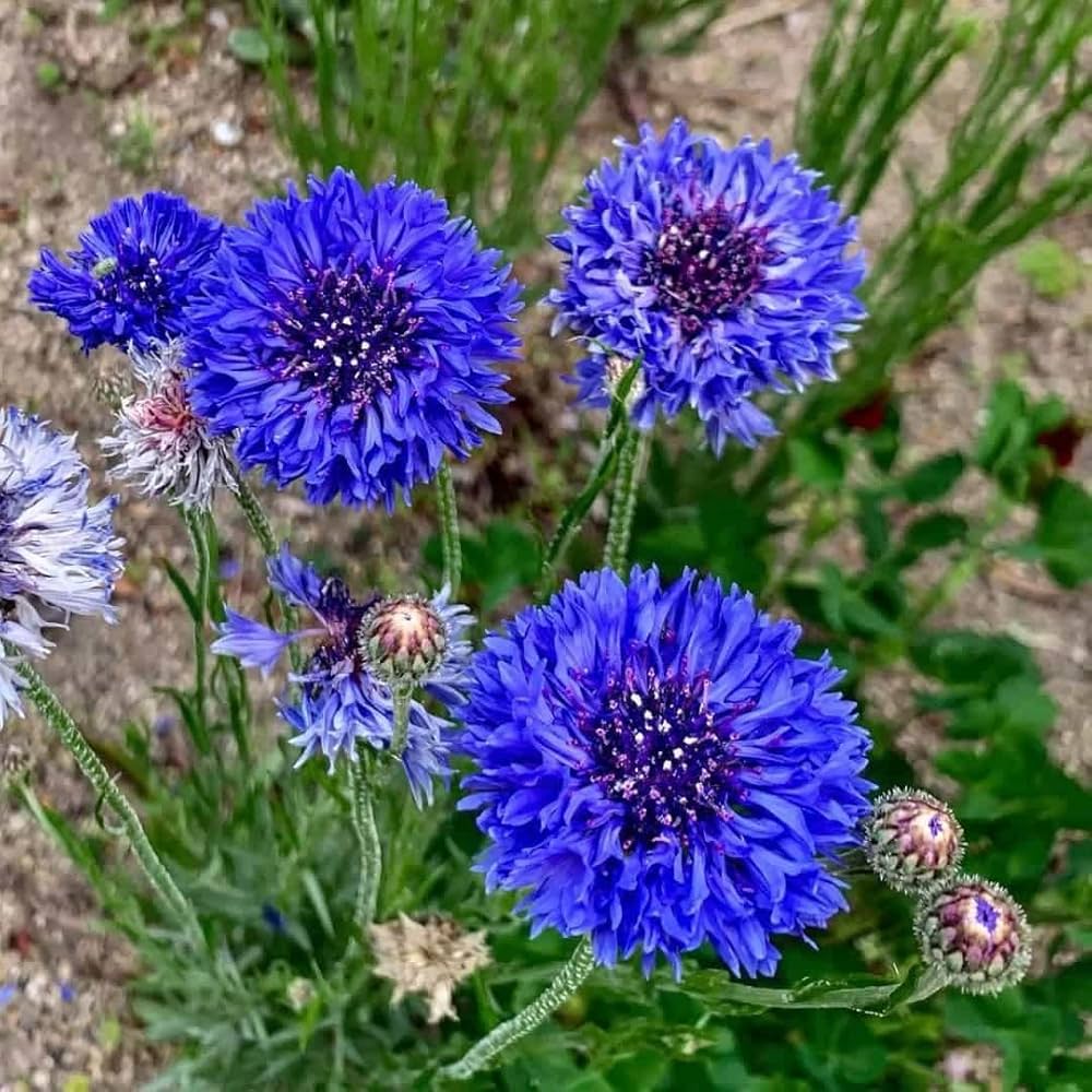 bachelor button flower seeds
