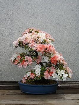 Flower Seeds, Seeds for Planting, Plant Seeds