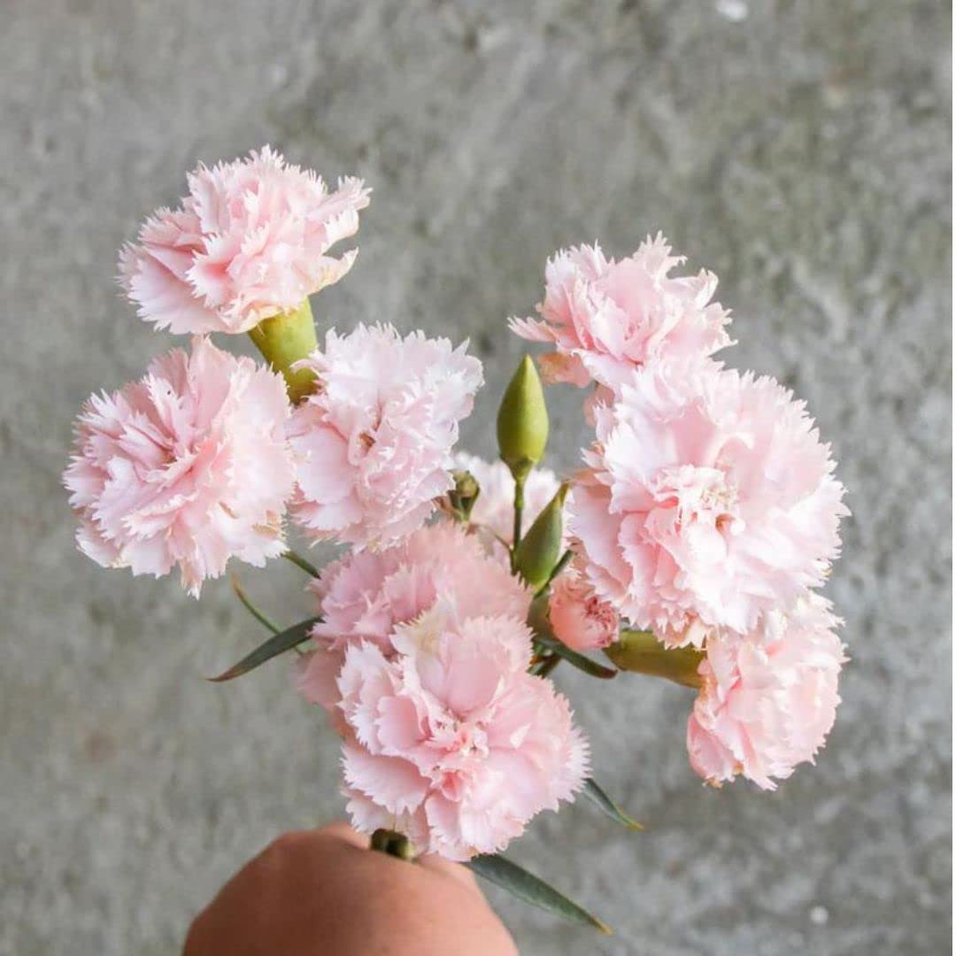 carnation chabaud flower seeds