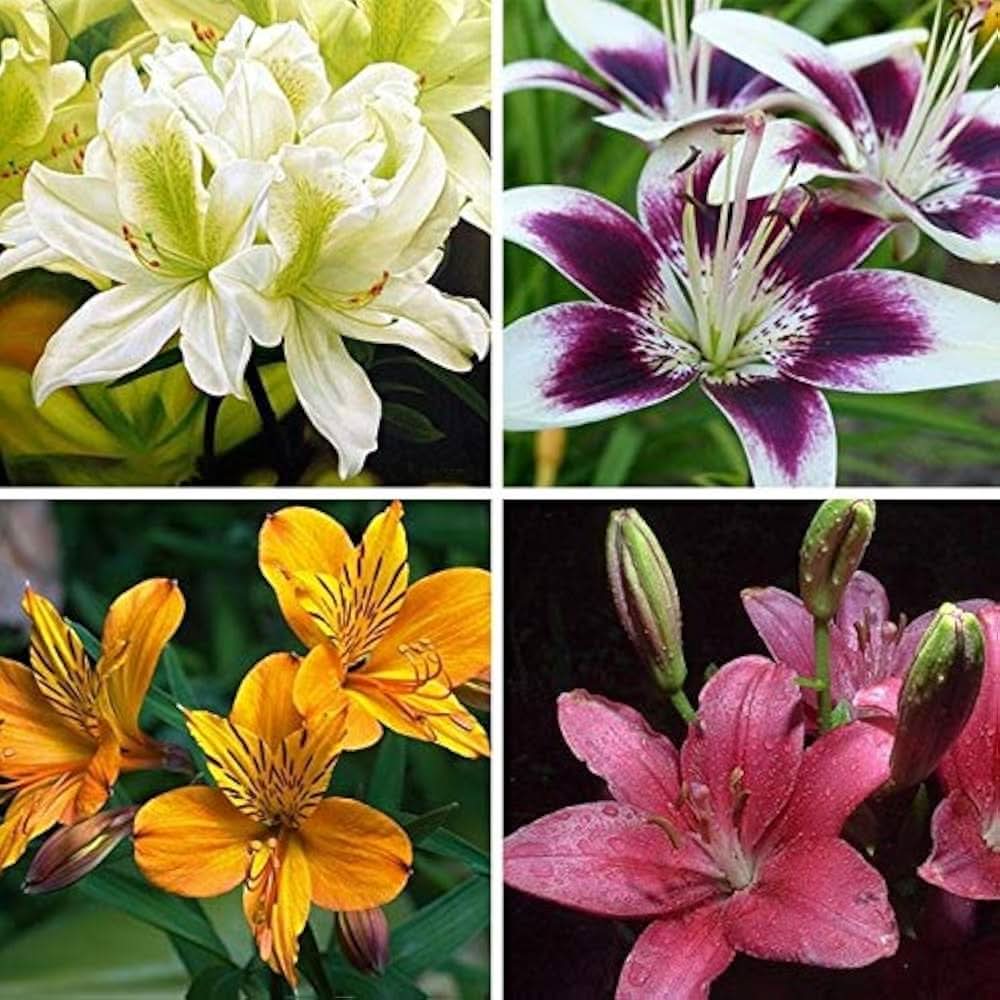 lily lilium flower seeds