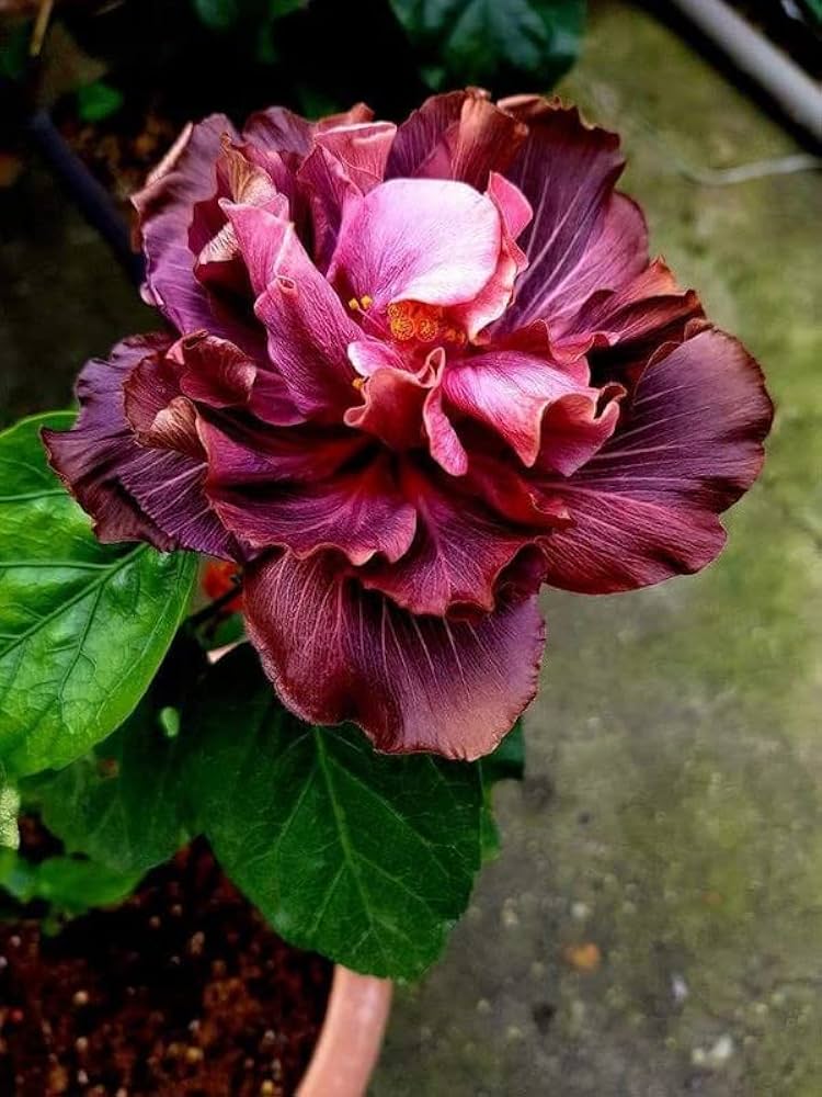 elegance imperial flower seeds