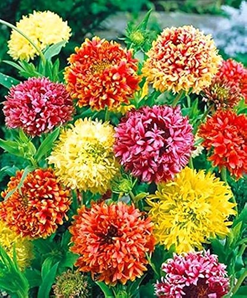 ligularia for flower seeds