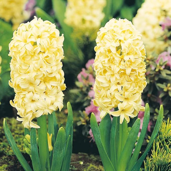 Organic Heirloom Non-GMO Yellow Hyacinth Seeds for Planting – Fragrant Spring Blooms