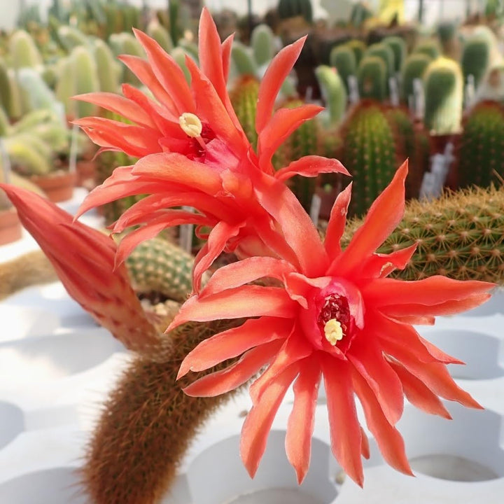 Flower Seeds, Seeds for Planting, Plant Seeds