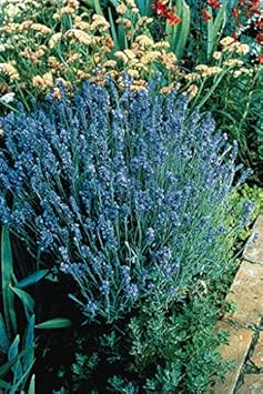 Organic Heirloom Dark Blue Lavender Flower Seeds for Planting