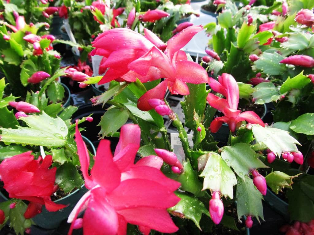 Schlumbergera Flower Seeds Light Pink for Planting, 100 pcs