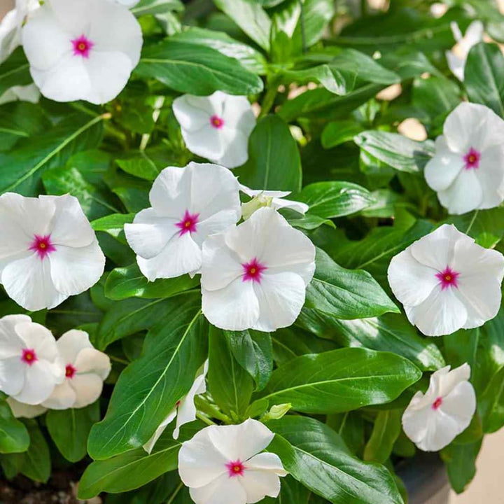 Heirloom Non-GMO Periwinkle Vinca Flower Seeds for Planting – Hardy Ground Cover Garden Blooms