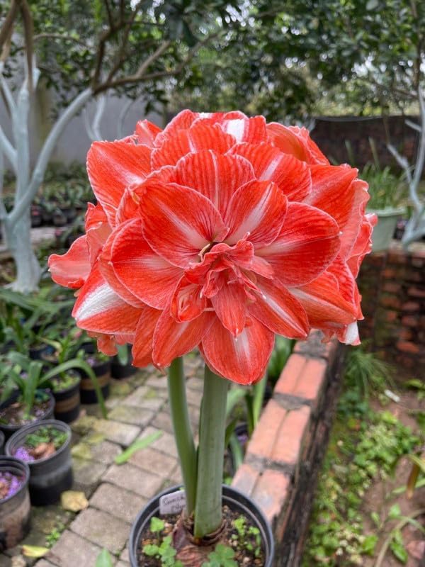 Orange Amaryllis Blomsterfrø til udplantning - 100 stk