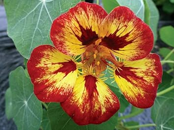 Flower Seeds, Seeds for Planting, Plant Seeds