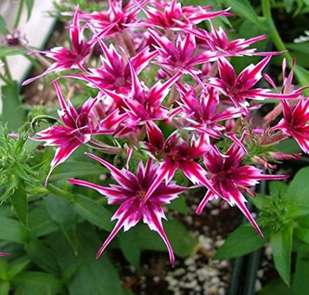 Heirloom Non-GMO Twinkle Star Flower Seeds for Planting – Dainty Star-Shaped Garden Blooms, High Germination