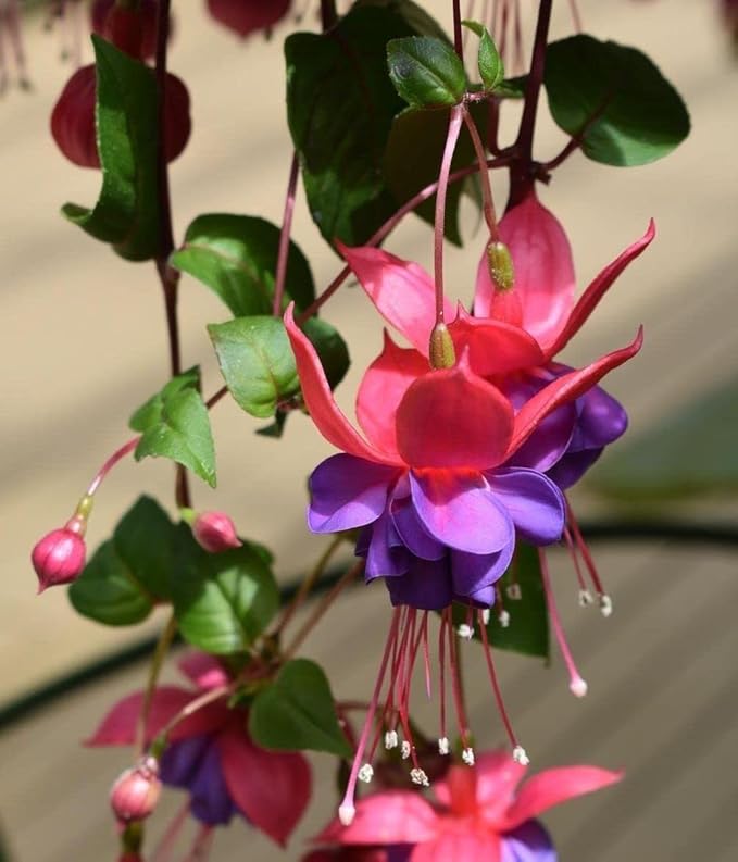 fuchsia fuchsia flower seeds