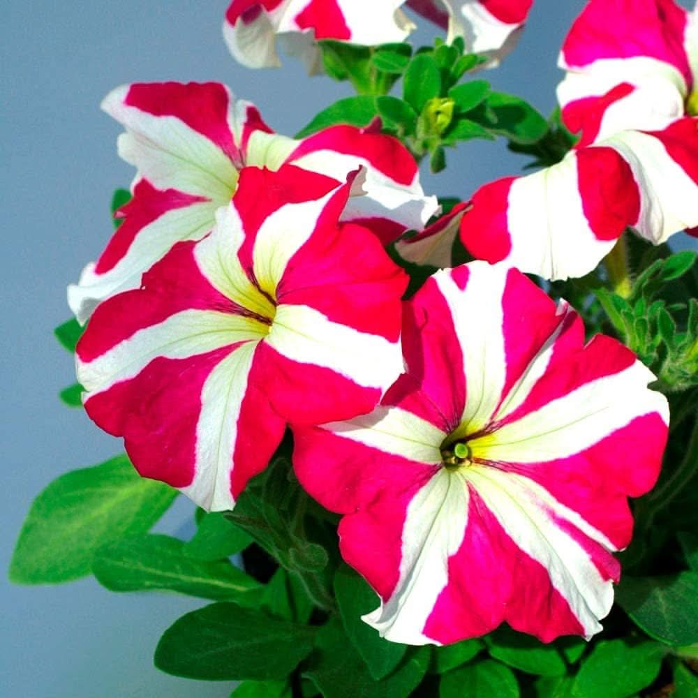 rare mixed flower seeds