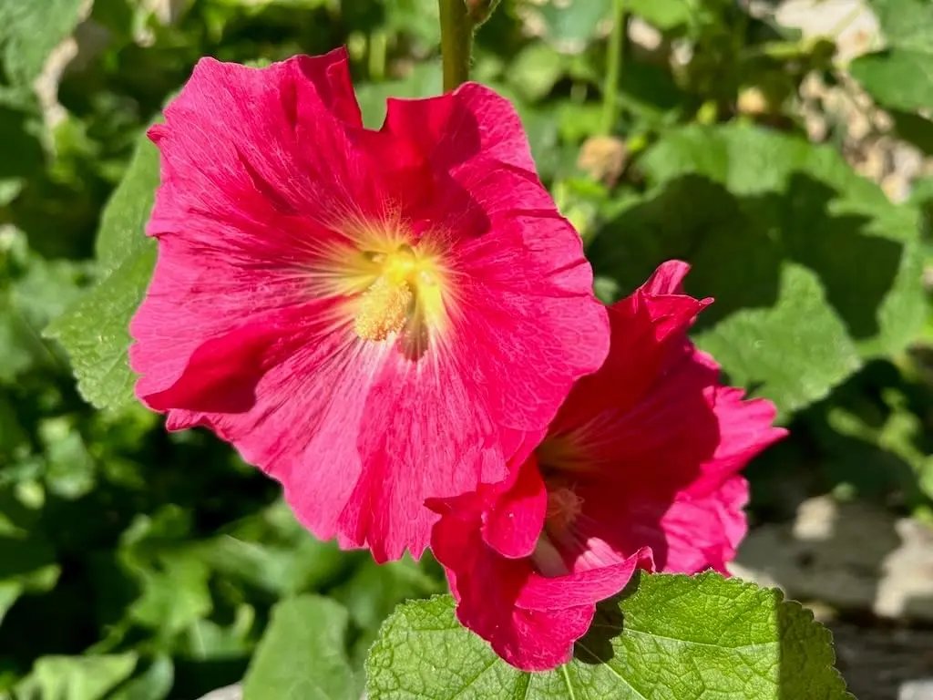 malvarosa flower flower seeds