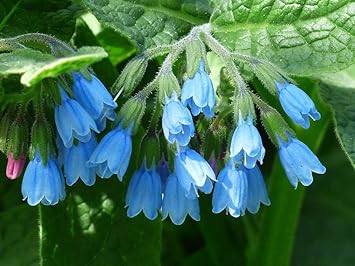 violet heirloom flower seeds