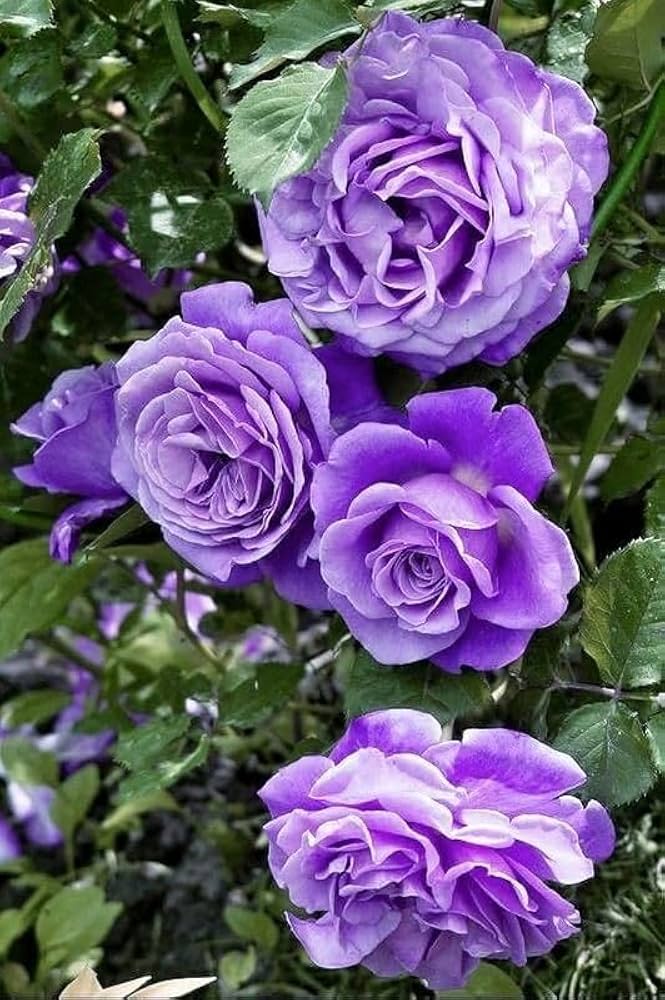 Heirloom Non-GMO Lavender Rose Flower Seeds for Planting – Fragrant Romantic Organic Garden Blooms