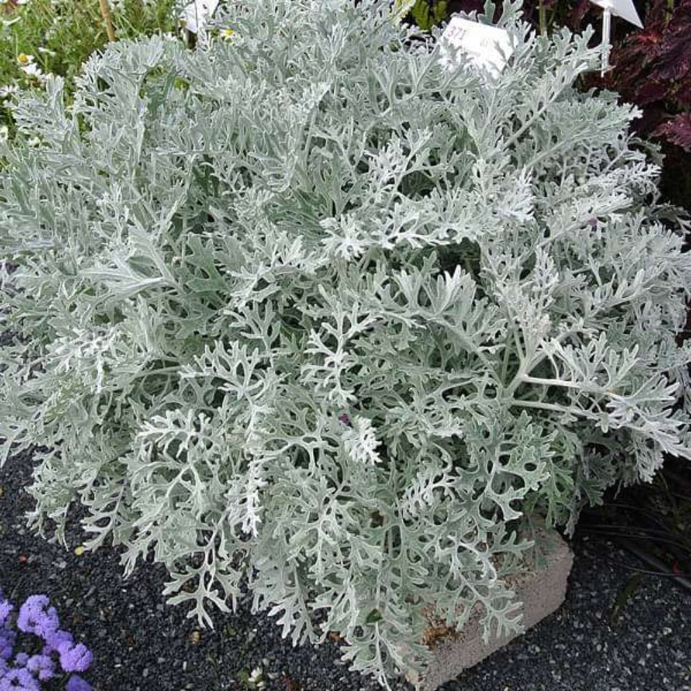 heirloom cineraria flower seeds