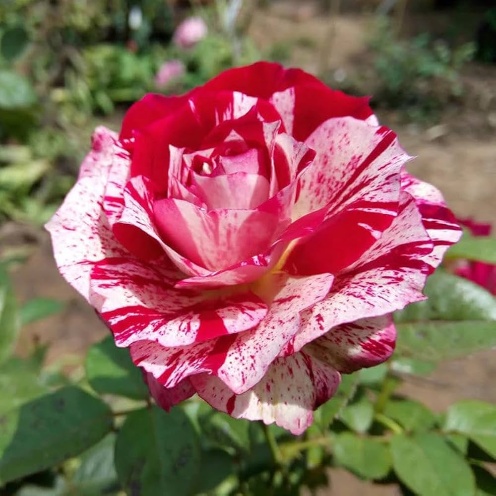 rose rosa flower seeds