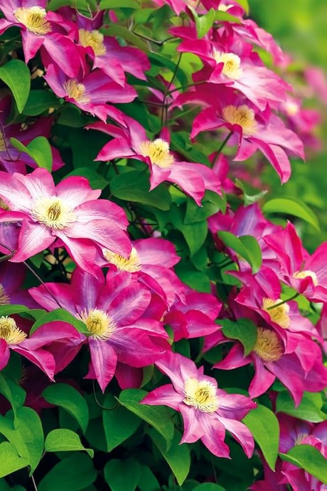 Heirloom Non-GMO Pink Clematis Flower Seeds for Garden Planting – Delicate Climbing Blooms