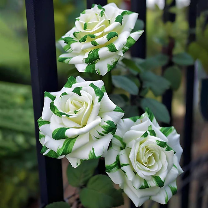 Green White Rose Flower Seeds for Planting - 100 pcs