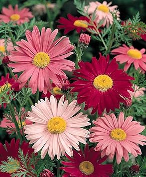 Flower Seeds, Seeds for Planting, Plant Seeds
