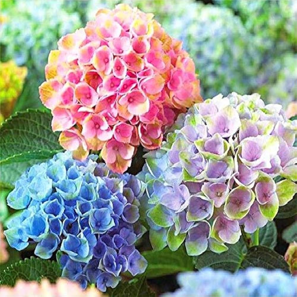 Rainbow Hydrangea Flower Seeds for Planting - 100 pcs