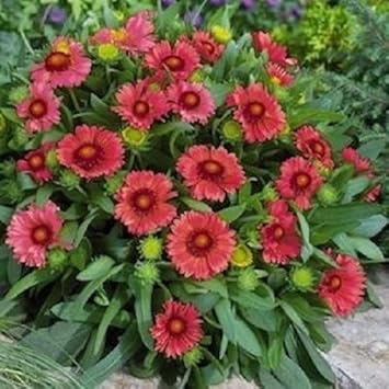 red gaillardia flower seeds
