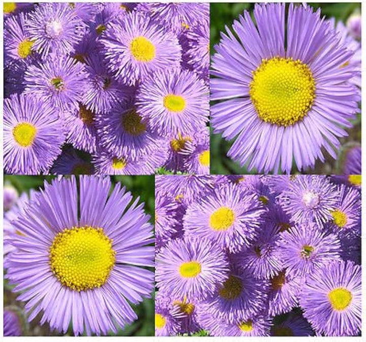 Purple Yellow Erigeron Flower Seeds for Planting - 100 pcs