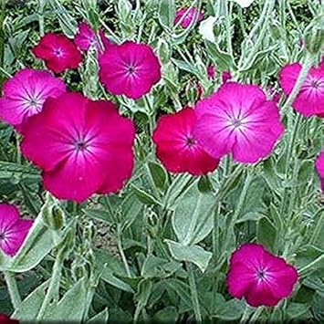 pink lychnis flower seeds