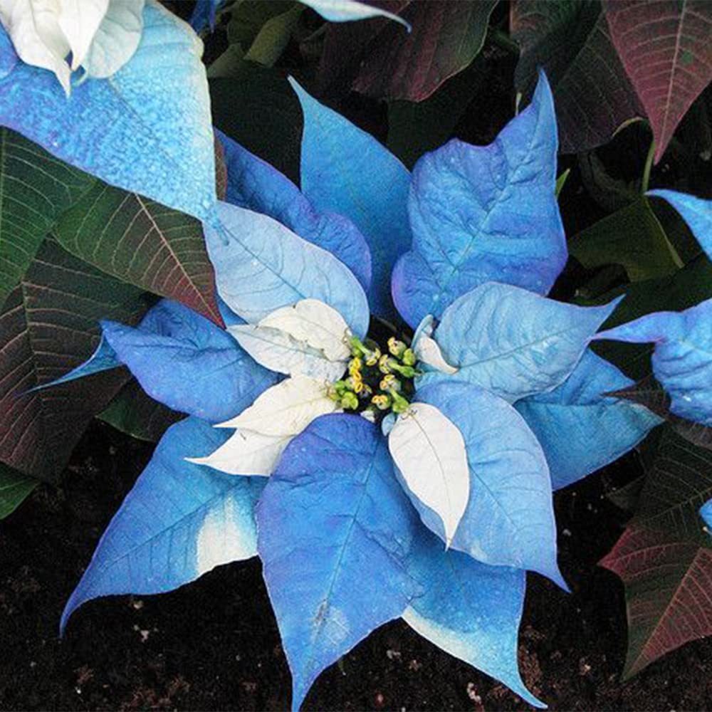 Poinsettia Flower Seeds for Planting, Sky Blue, 100 pcs