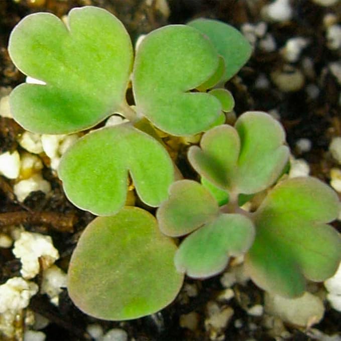 blue blue flower seeds
