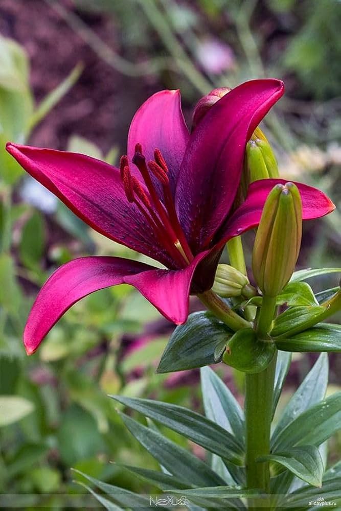 pink lilium flower seeds