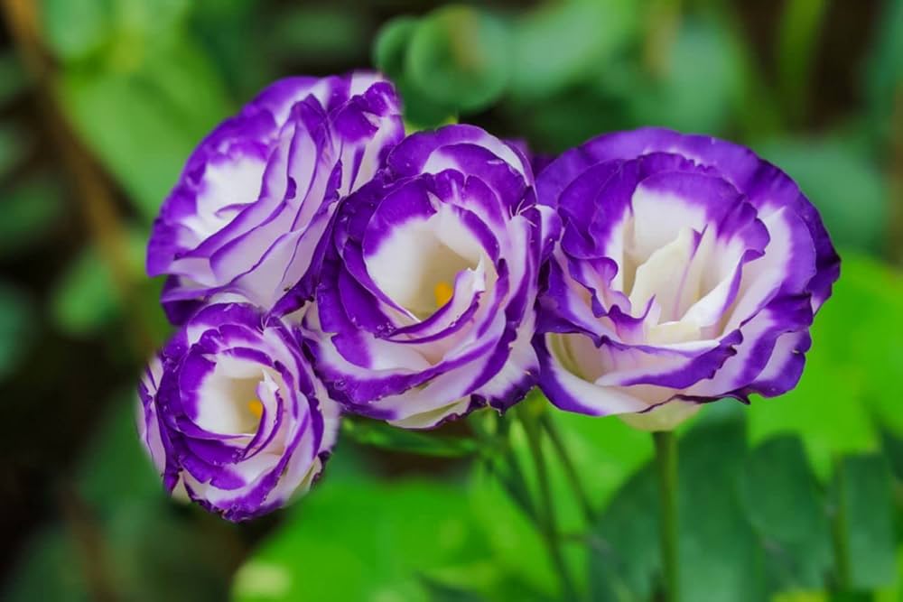 violet white flower seeds