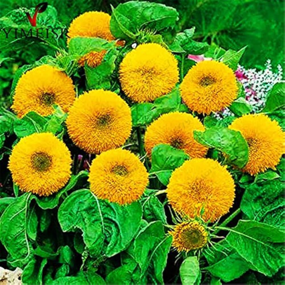 Teddy Bear Sunflower Seeds for Planting Heirloom Non-GMO Flower Seeds