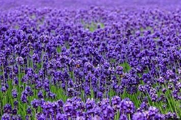 Thick Blue Lavender Flower Seeds
