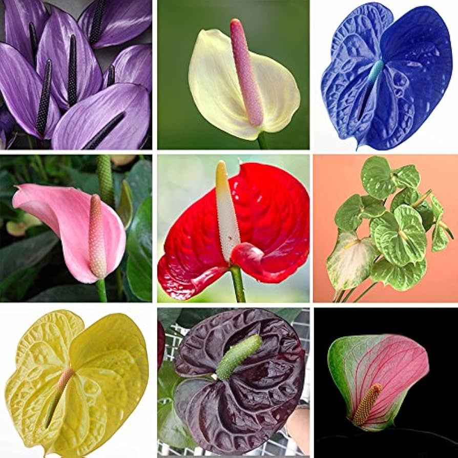 Anthurium Blandede Blomsterfrø til Plantning 100 stk