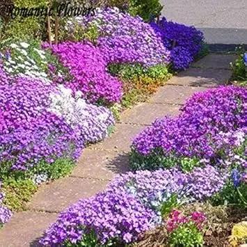 purple aubrieta flower seeds