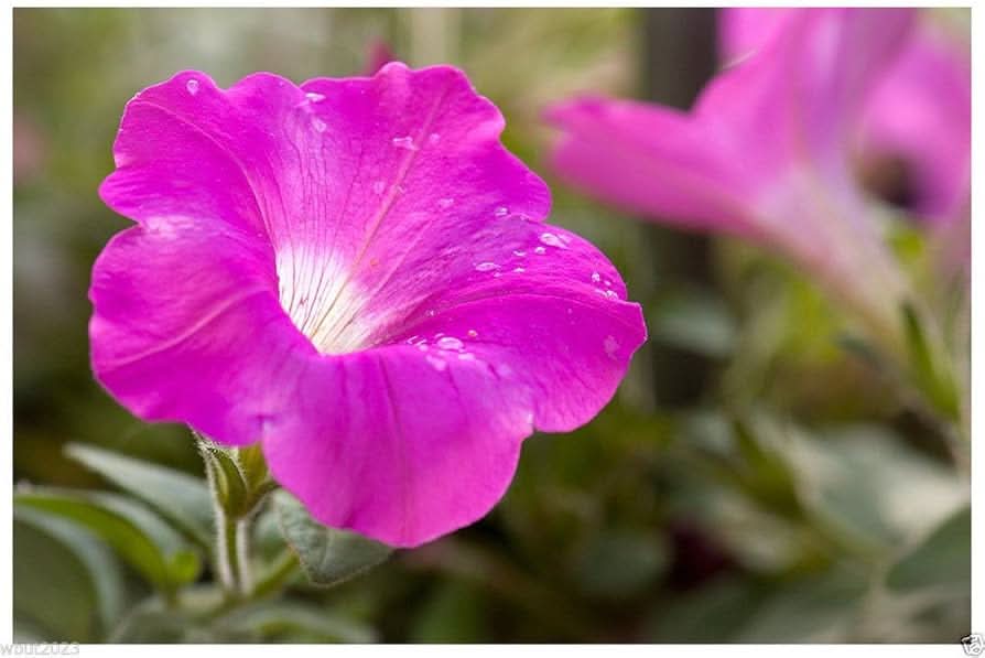 purple pink flower seeds
