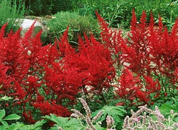 Flower Seeds, Seeds for Planting, Plant Seeds