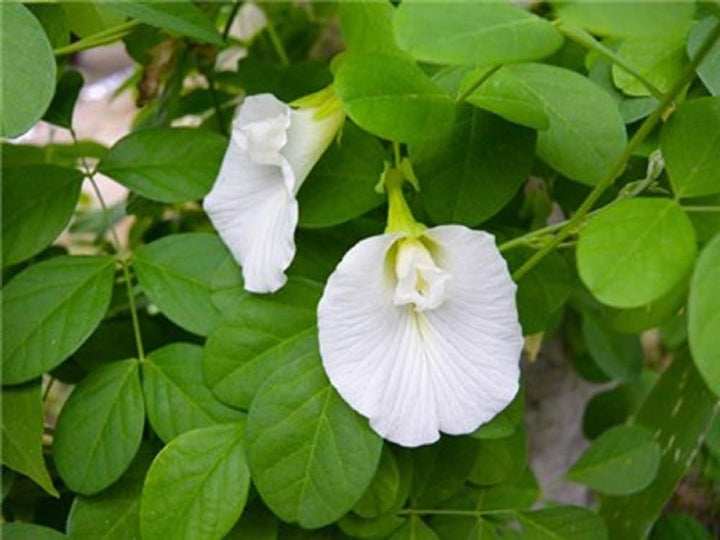 Organic Heirloom Clitoria Flower Seeds for Planting – White Blooms Non-GMO High Germination Medicinal Vines