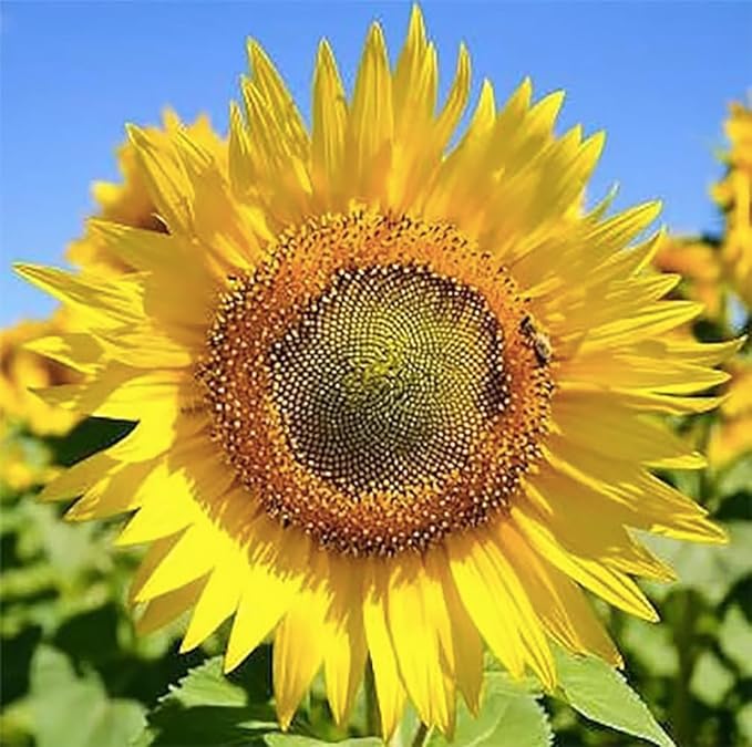 sunflower skyscraper flower seeds