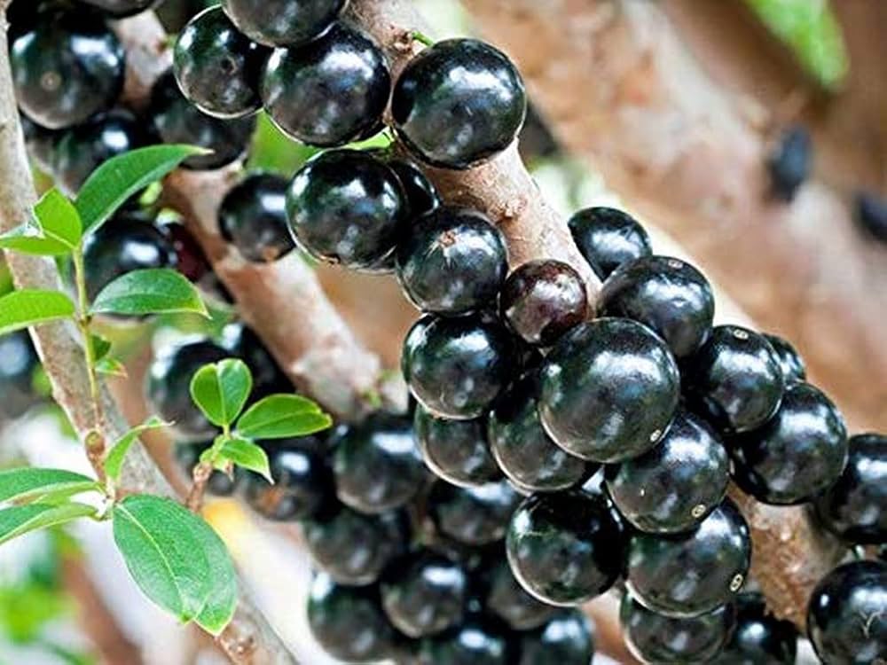 Black Brazilian or  Jaboticaba  Grape Fruit Seeds for Planting - High-Quality Grapes Seeds