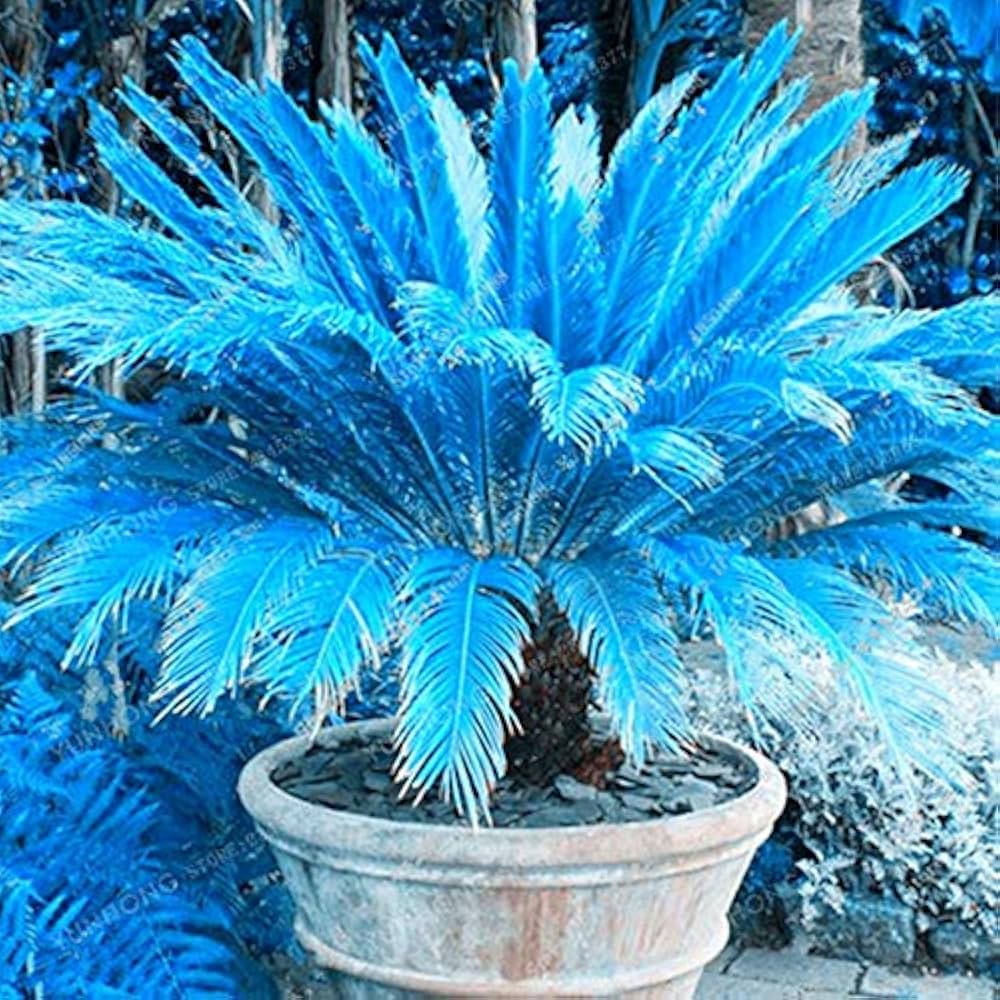blue rare flower seeds