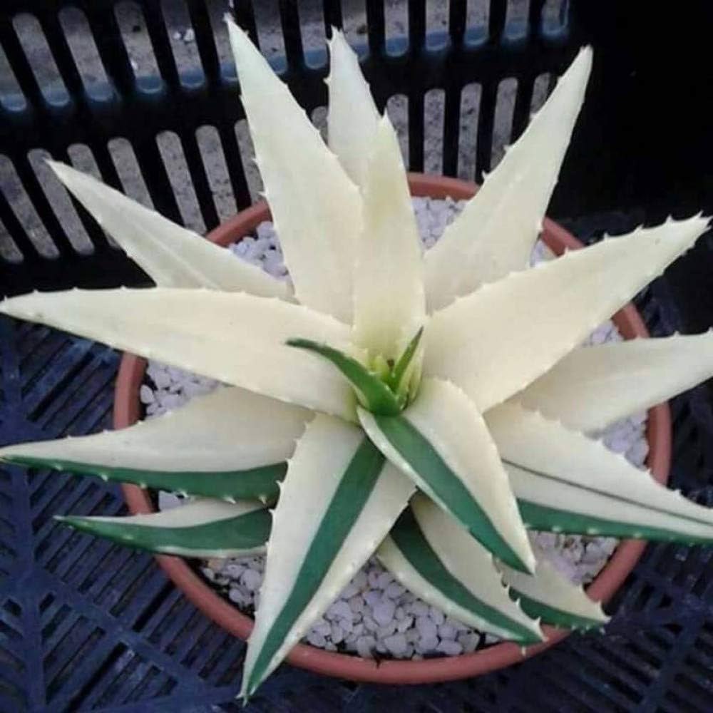 Green White Aloe Vera Plant Seeds for Planting - Heirloom & Non-GMO Seeds for planting