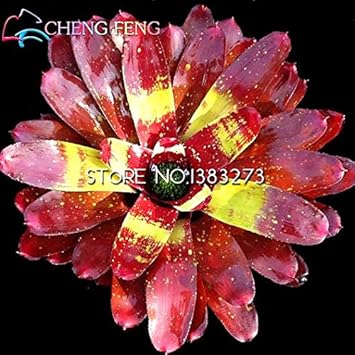 Flower Seeds, Seeds for Planting, Plant Seeds