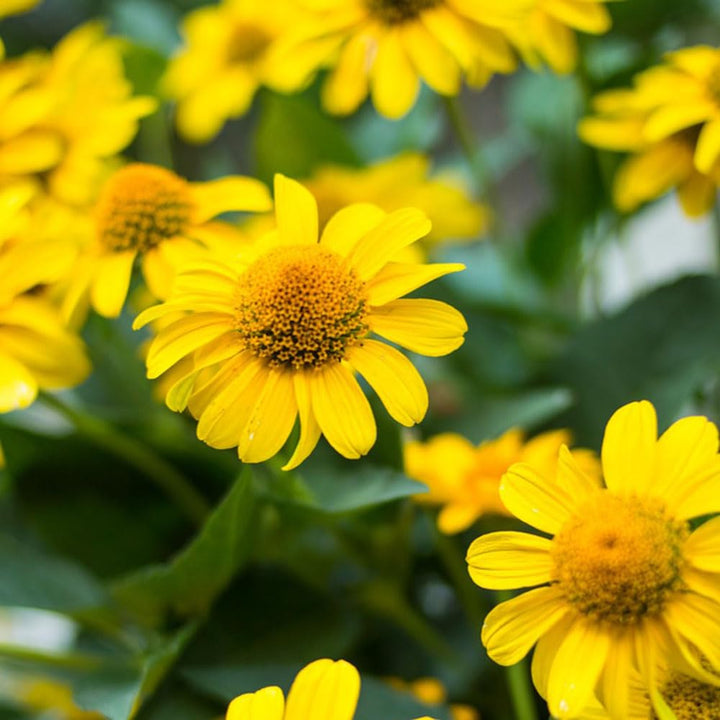 Yellow Arnica Montana Flower Seeds for Planting - 100 pcs