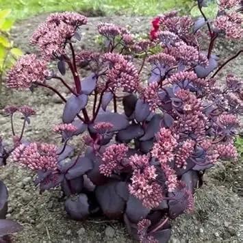 pink sedum flower seeds