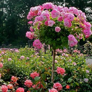 Flower Seeds, Seeds for Planting, Plant Seeds