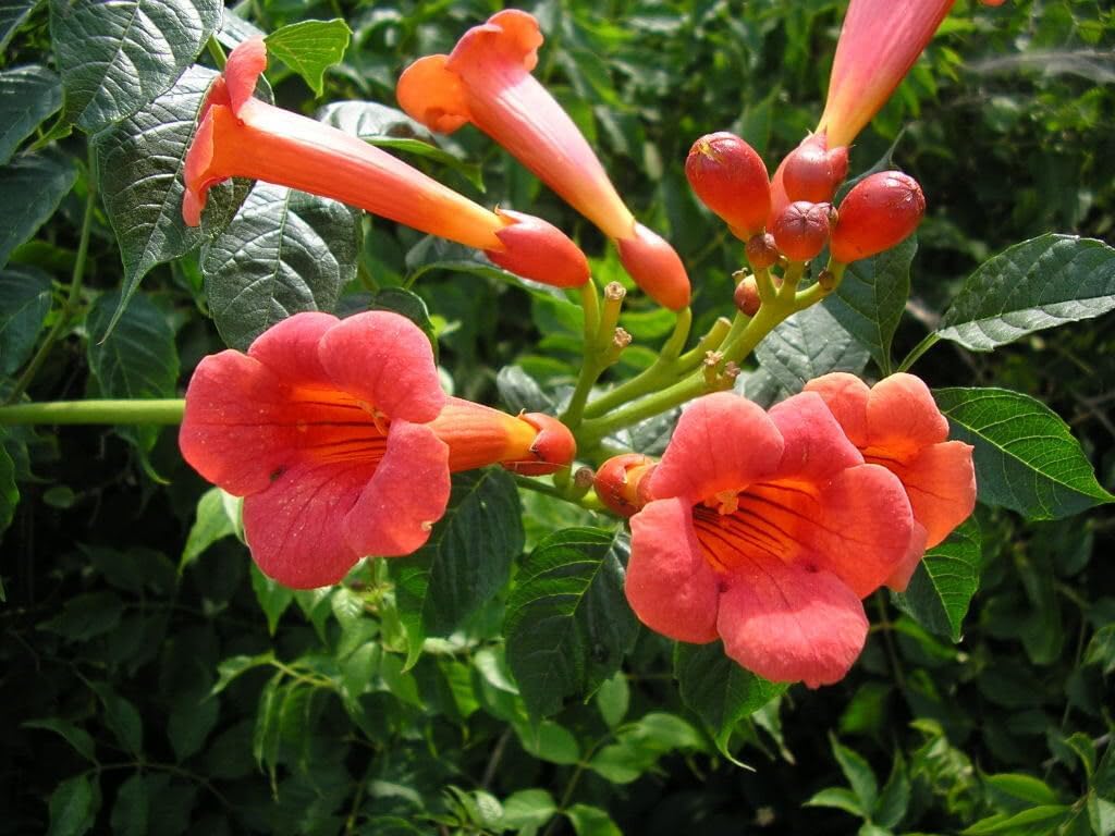 enredadera trompetan flower seeds