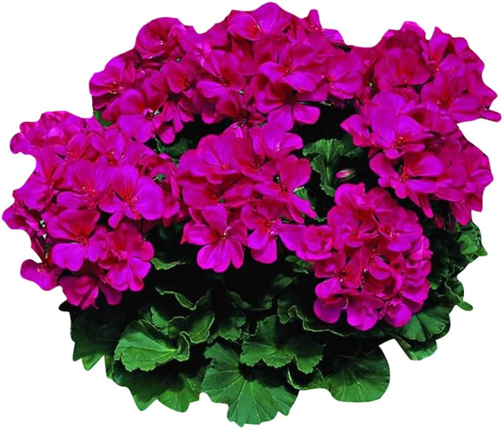 pelargonium geranium flower seeds