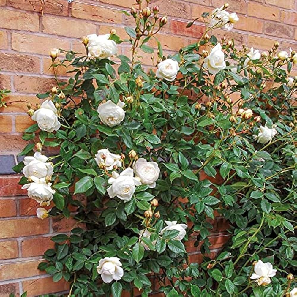 climbing rose flower seeds
